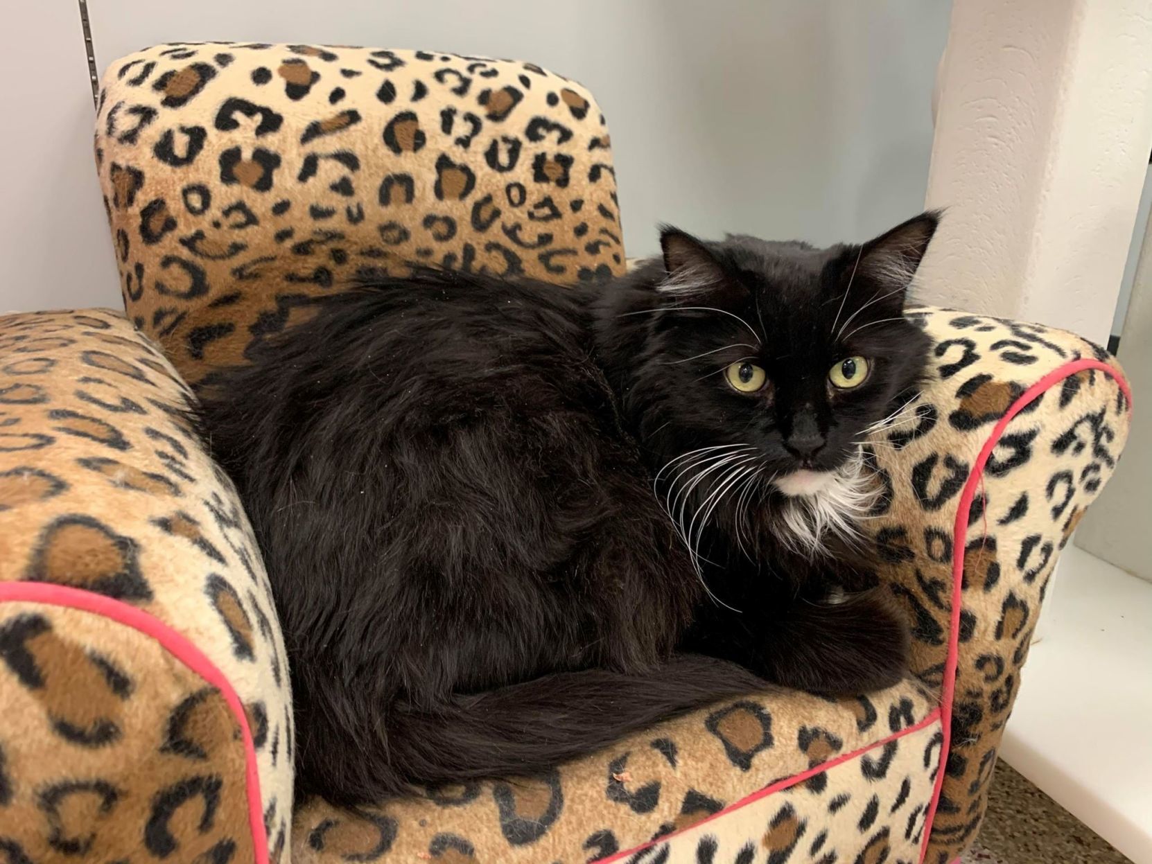 Adopt a friend: Rue